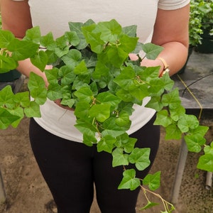 English Ivy live plant in a 3&quot; pot | 2 plants required per order |
