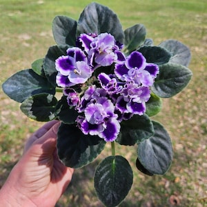 Currently Blooming African Violet live plant in a 4" pot | Purple blush Violet | 2 plants required per order |