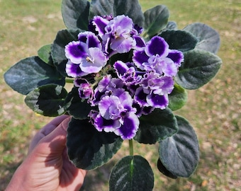 Currently Blooming African Violet live plant in a 4" pot | Purple blush Violet | 2 plants required per order |