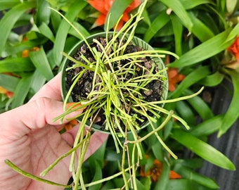 Hoya plant Retusa, wax vine plant , great gift for tropical houseplant lovers | 2 plants required per order |