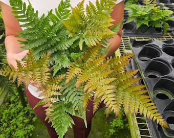Live Autumn Fern Plant - Japanese Shield Fern - 4" Pot | 2-Plant Minimum |