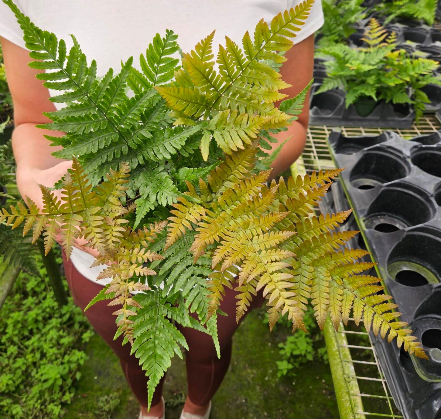 Live Autumn Fern Plant - Japanese Shield Fern - 4