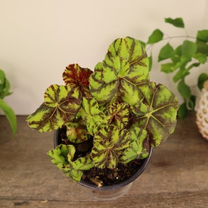 Zumba Rex begonia plant in a 5" pot, lime begonia plant live  | 2 plants required per order |