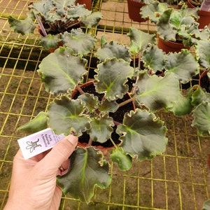 Pode incluir: Um close-up de uma planta de violeta africana verde e marrom com folhas recortadas. A planta est&aacute; em um pequeno vaso marrom e est&aacute; em uma prateleira de malha de arame. Uma m&atilde;o est&aacute; segurando uma etiqueta rosa com o texto "Violeta africana,  'Sunny's Watermelon'  6,50 &euro;"