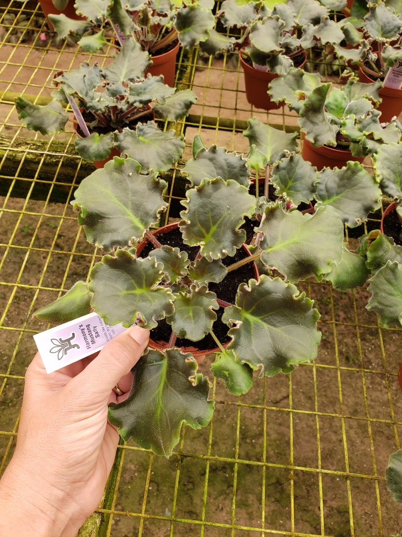 Pode incluir: Um close-up de uma planta de violeta africana verde e marrom com folhas recortadas. A planta est&aacute; em um pequeno vaso marrom e est&aacute; em uma prateleira de malha de arame. Uma m&atilde;o est&aacute; segurando uma etiqueta rosa com o texto "Violeta africana,  'Sunny's Watermelon'  6,50 &euro;"