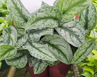 Scindapsus pictus exotica Pothos 4" pot, live Giant silver satin pothos plant | 2 plants required per order |