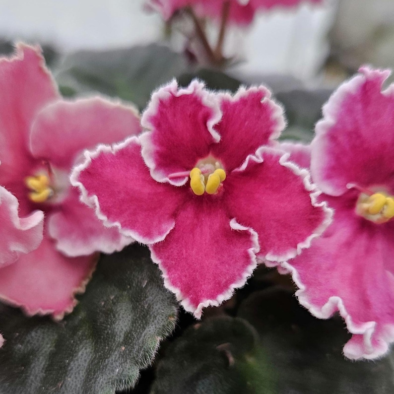 Rockin Robin African Violet live plant, young pre-finished starter in a 4" pot | 2 plant minimum order required | bild 1