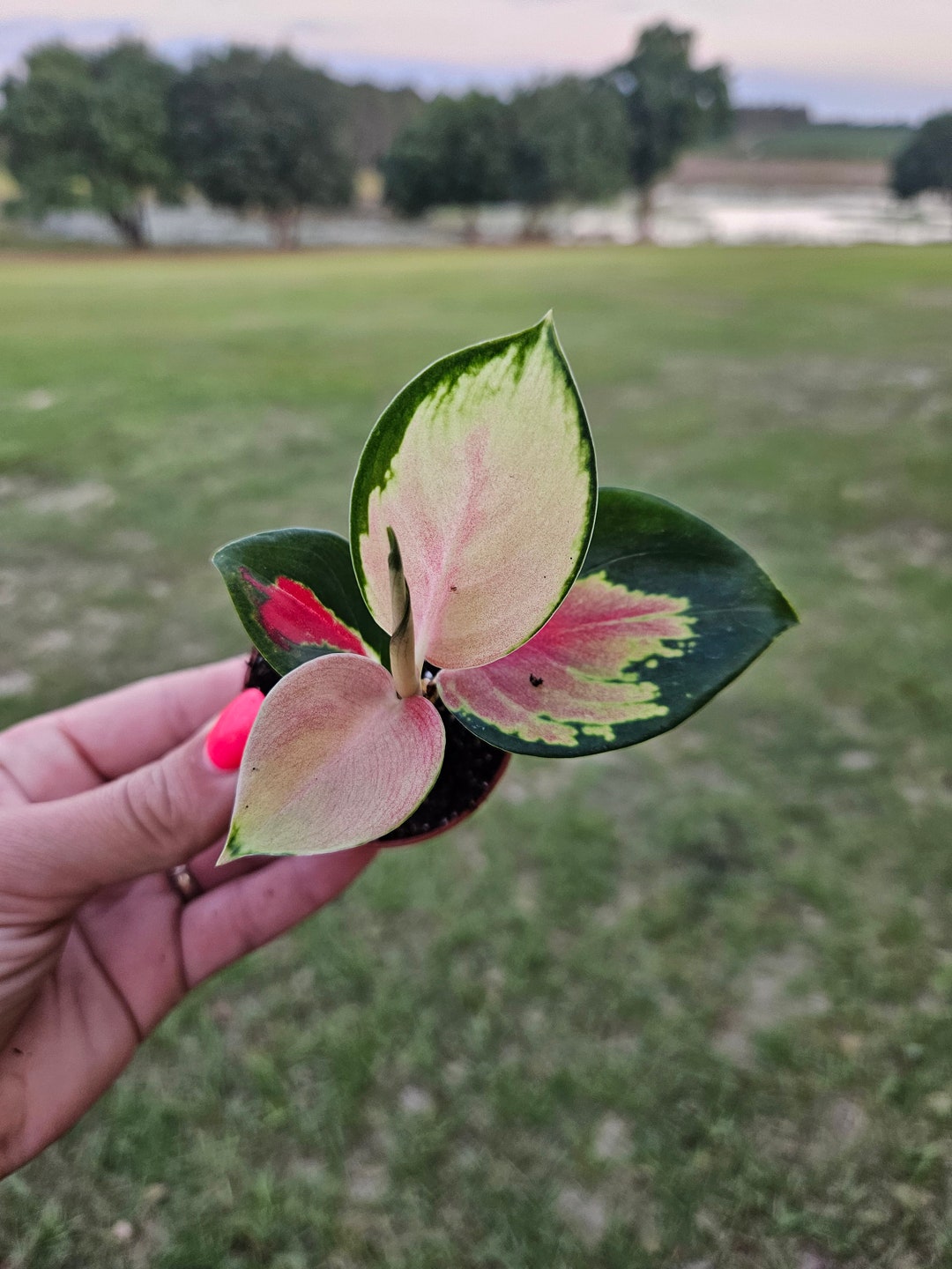 Aglaonema Star King Plant: Red Chinese Evergreen - Etsy