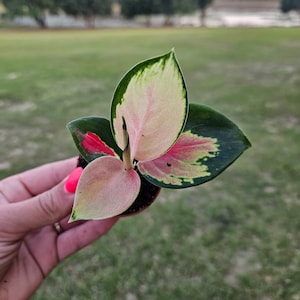 Aglaonema Star King plant, Chinese evergreen plant in a miniature 2&quot; pot live aglaonema pink aglaonema | 2 plants required per order