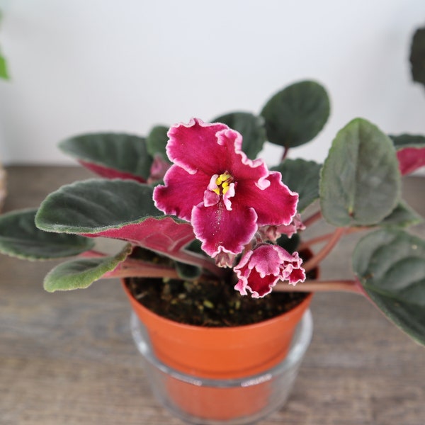 Rumba Red African Violet live plant, young pre-finished starter in a 4" pot | 2 plants required per order |
