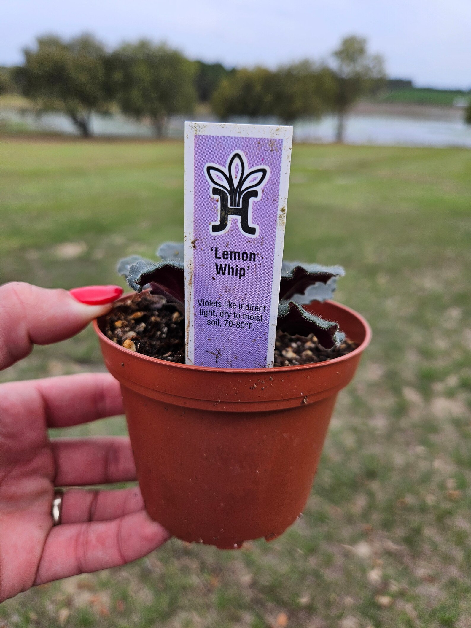 Lemon Wip Lemon Whip African Violet Live Plant, Young Pre-finished Starter in a 4 ...