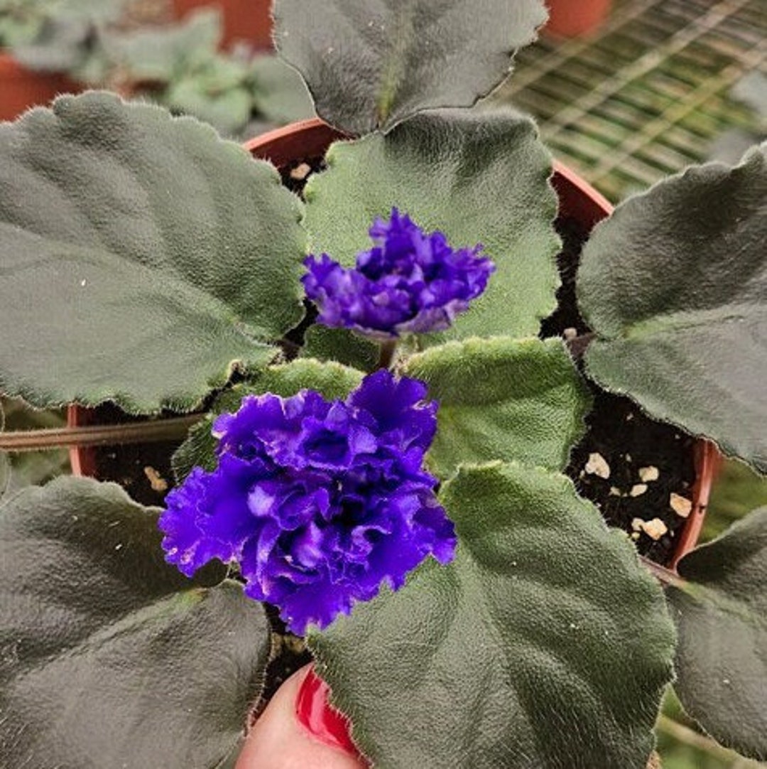 Vat Dark Mistress African Violet Live Plant, Young Starter in a 4 Pot