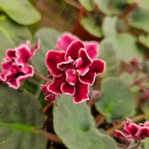 May include: Close-up of a vibrant African violet plant with deep red, ruffled flowers edged in white. The velvety petals contrast with the plant's green, fuzzy leaves. The image highlights the intricate details of the blooms.