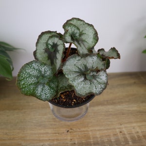 May include: A small potted plant with silver-green leaves in a clear glass pot. The plant is sitting on a wooden surface.