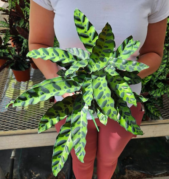 efeu stange Efeu - Hedera helix