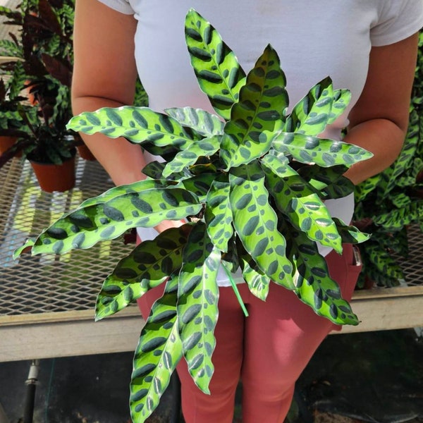 Rattlesnake Calathea plant, spotted black calathea live plant in a 4" pot, Goeppertia insignis houseplant | 2 plants required per order |