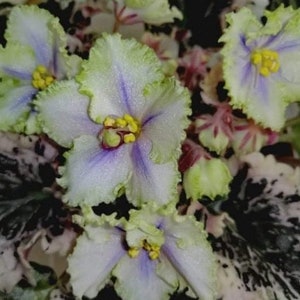 LE Valeria African Violet live plant, young starter in a 4&quot; pot | plant lover gift | Gift wrap available | 2 plants required per order