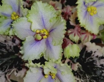 LE Valeria African Violet live plant, young starter in a 4" pot | plant lover gift | Gift wrap available | 2 plants required per order