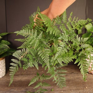 May include: A green fern plant with long, delicate fronds in a pot. The fern is being held by a hand, and the background is a dark brown wall.