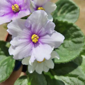 Smokey Echoes African Violet live plant, young pre-finished starter in a 4&quot; pot | 2 plants required per order |