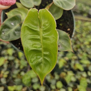 Philodendron billietiae Live Rare Tropical Philodendron 4″ Pot | Unique Indoor Plant Gift | 2 Plants Required per order |