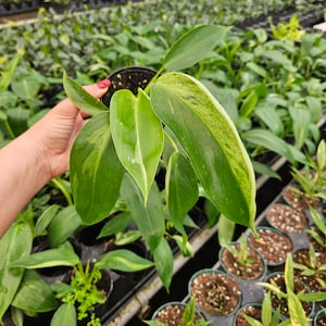 Philodendron Jose Buono live plant in a 4 pot, Variegated philodendron plant 2 plants required per order image 1
