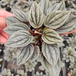 Peperomia Santorini plant in a 4&quot; pot | 2 plants required per order |