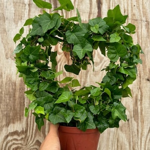 May include: A green ivy plant growing in a heart shape in a brown pot.