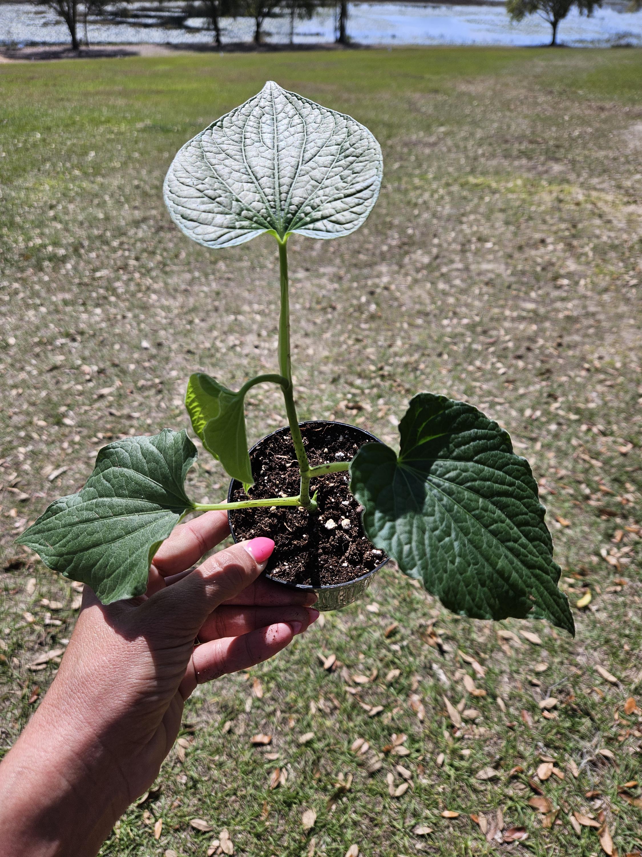 Pepper Plant, Piper Methysticum Kava Kava 