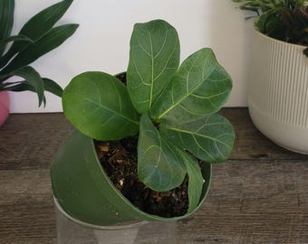 Dwarf Fiddle Leaf Fig plant 4" pot, live lyrata Fiddle leaf houseplant | 2 plants required per order |