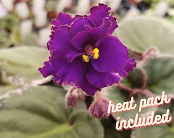 Lyon's Private Dancer African Violet live plant, young pre-finished starter in a 4" pot | 2 plants required per order |