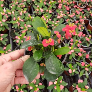 Crown of thorn live 5 plant , pink euphorbia milii flowering cactus, full sun outdoor blooming plant 2 plants required per order image 10