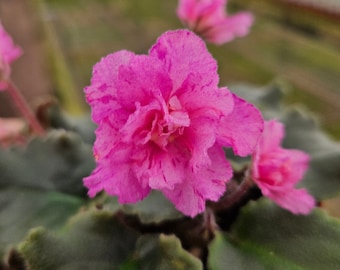 May include: A close-up of a pink African violet flower with ruffled petals. The flower is in focus, while the green leaves are blurred in the background.