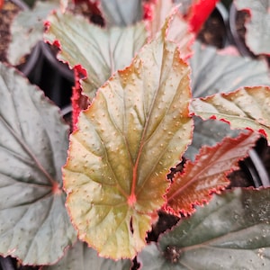 Black Magic Angelwing Begonia plant, Maculata angel wing in a 2&quot; starter pot  | plant lover gift | 2 plants required per order