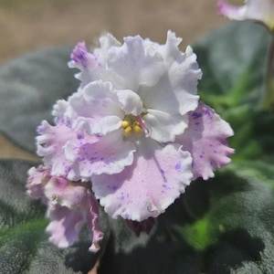 Amour Elite African Violet live plant, young starter in a 4&quot; pot | plant lover gift | 2 plants required per order |