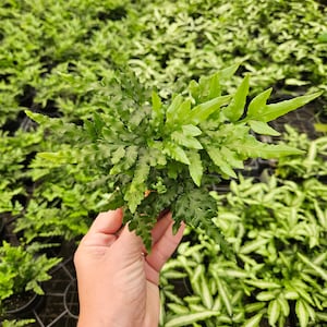Fern Plant Green lace in a 4" pot | 2 plants required per order |