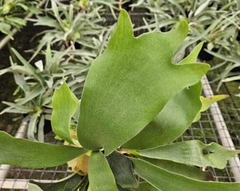 Staghorn Fern live plant in a 6" pot, 3 available varieties ; Elephantotis, Platycerium veitchii 'Silver or Bifurcatum | 2 plants required