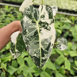 May include: Close-up of a variegated plant leaf with a mix of white, dark green, and light green patterns. The leaf is held in a hand, with other green plants in the background. The leaf has a prominent central vein.