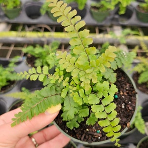 Rosy Maidenhair fern in a 4 pot, Adiantum hispidulum Rosy Fern, small maidenhair fern 2 plants required per order image 3
