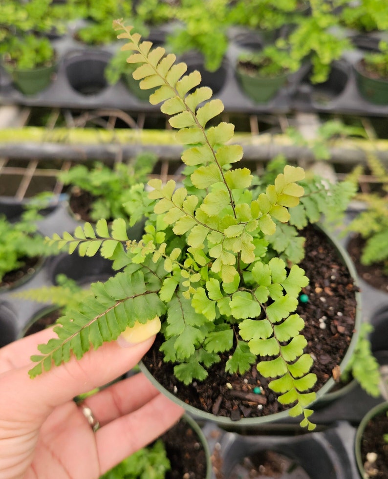 Rosy Maidenhair fern in a 4 pot, Adiantum hispidulum Rosy Fern, small maidenhair fern 2 plants required per order image 3