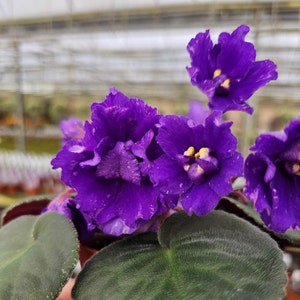 Sora Fuzzy Face African Violet live plant, young starter in a 4&quot; pot | Purple Violet | 2 plants required per order |