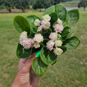 Pu&ograve; includere: Primo piano di una pianta di violetta africana in vaso con foglie verdi e grappoli di piccoli fiori rosa pallido e bianchi. La pianta &egrave; tenuta contro uno sfondo di campo verde, alberi e cielo blu.