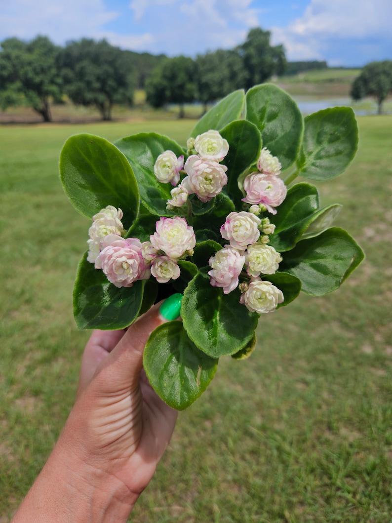 Pu&ograve; includere: Primo piano di una pianta di violetta africana in vaso con foglie verdi e grappoli di piccoli fiori rosa pallido e bianchi. La pianta &egrave; tenuta contro uno sfondo di campo verde, alberi e cielo blu.