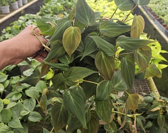 Philodendron Micans Live Plant in 6" Pot | Velvet Leaf Philodendron | Trailing Tropical Houseplant | Easy Indoor Plant | 2 Plant Minimum