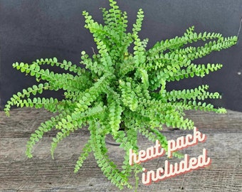 Lemon Button Fern plant Nephrolepis cordifolia "Duffii" Fern, fern live plant in a 4" pot | 2 plants required per order |