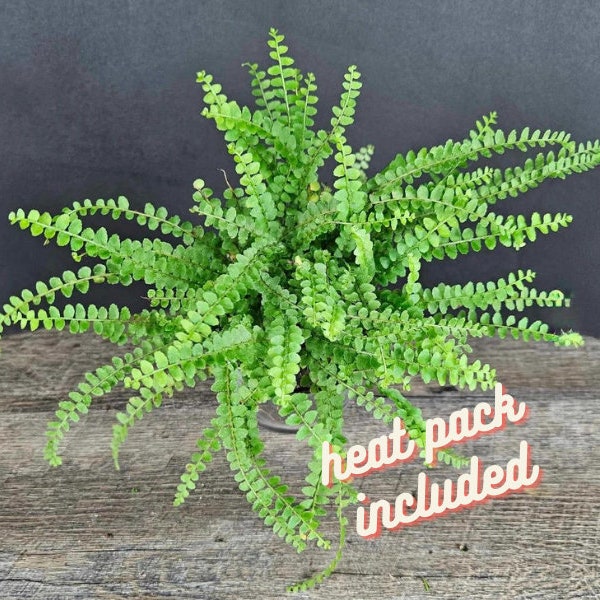 Lemon Button Fern plant Nephrolepis cordifolia "Duffii" Fern, fern live plant in a 4" pot | 2 plants required per order |