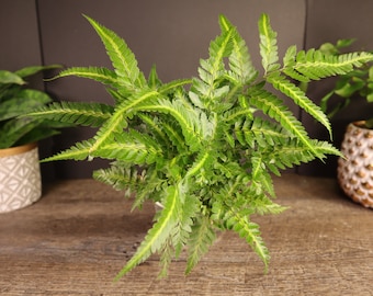 Drynaria Quercifolia Variegated/oak Leaf Fern Variegated - Etsy