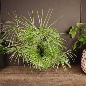 May include: Three potted plants on a wooden shelf. The plant in the center has long, thin, green leaves. The plant on the left has dark green leaves with a lighter green pattern. The plant on the right has light green leaves and is in a white pot with gold accents.