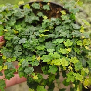 String of Frogs Plant – Ficus Pumila Quercifolia – Live Trailing Houseplant in 4” Pot | 2 plants required per order |