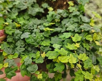 String of Frogs Plant – Ficus Pumila Quercifolia – Live Trailing Houseplant in 4” Pot | 2 plants required per order |